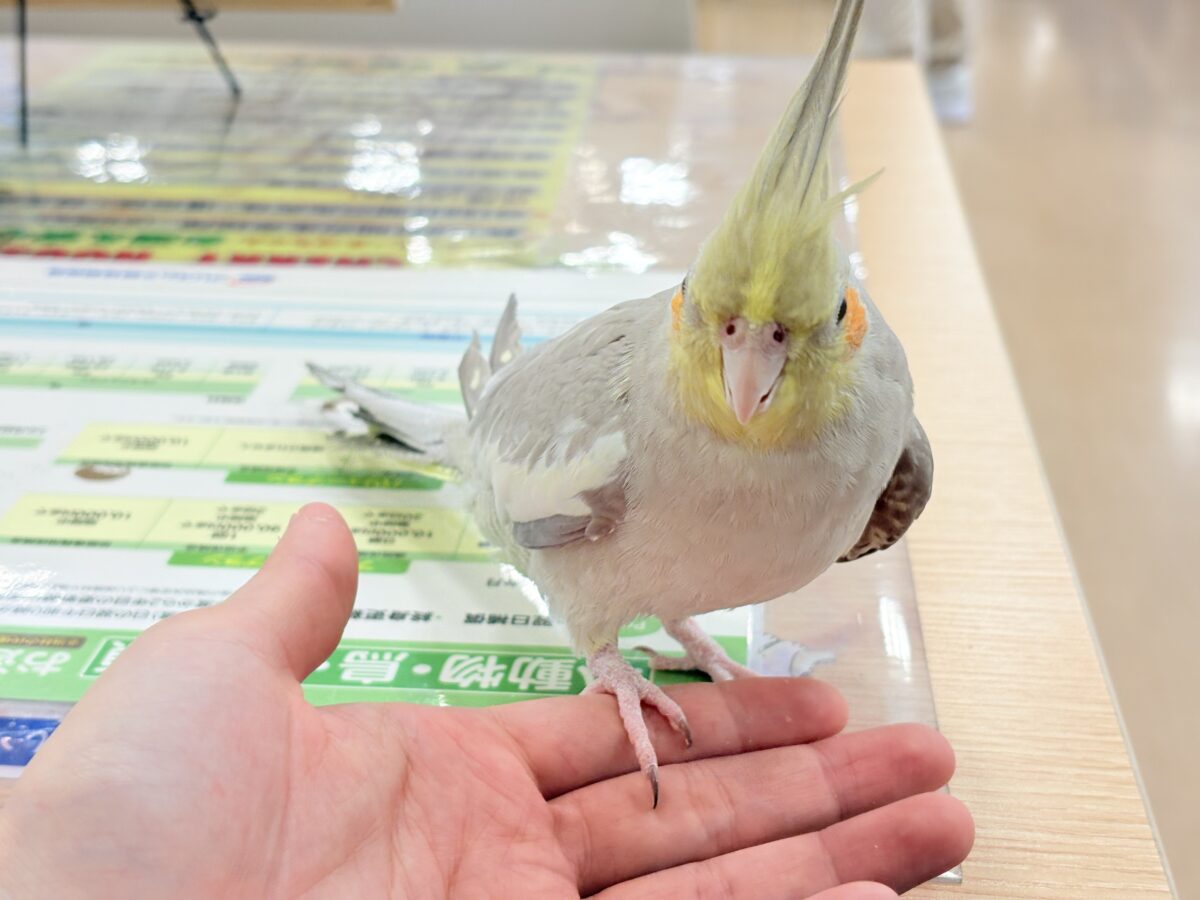 オカメインコ