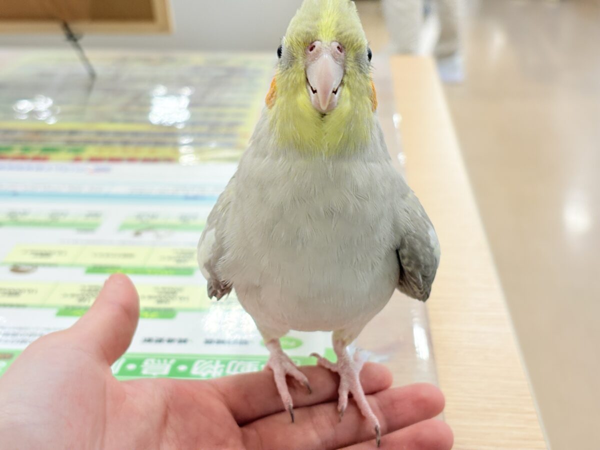 オカメインコ