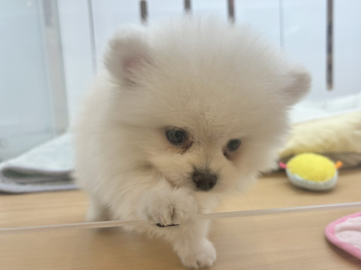 ポメラニアン