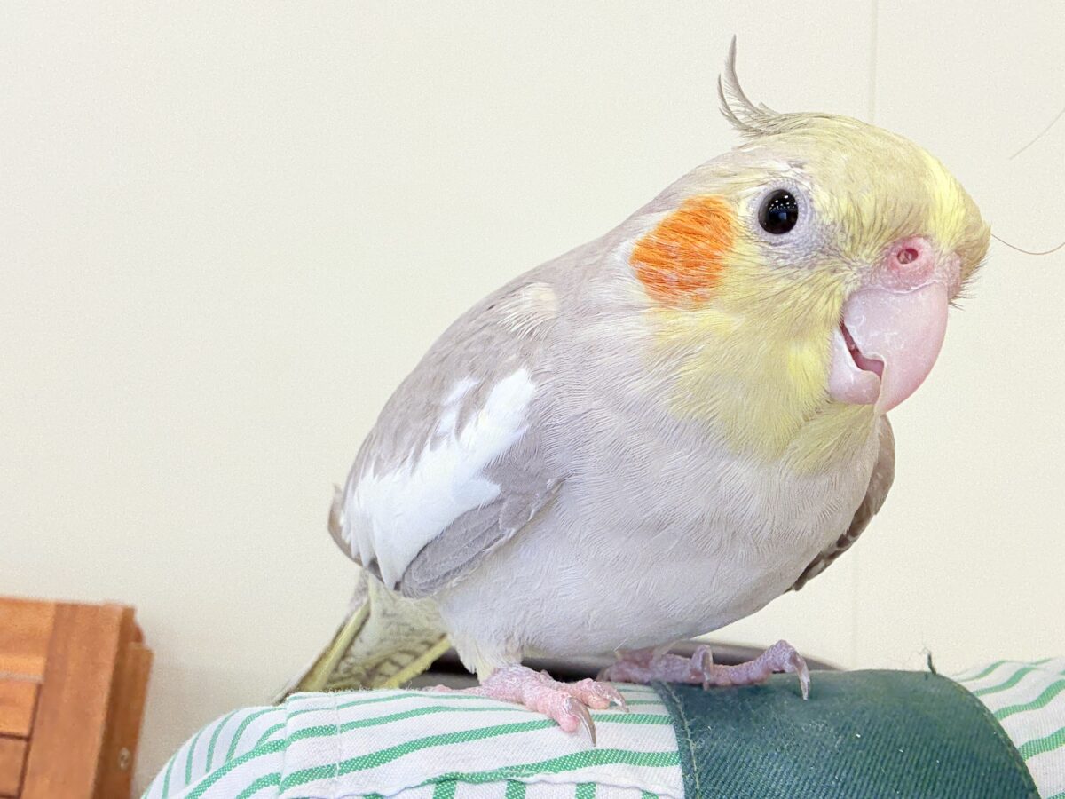 オカメインコ