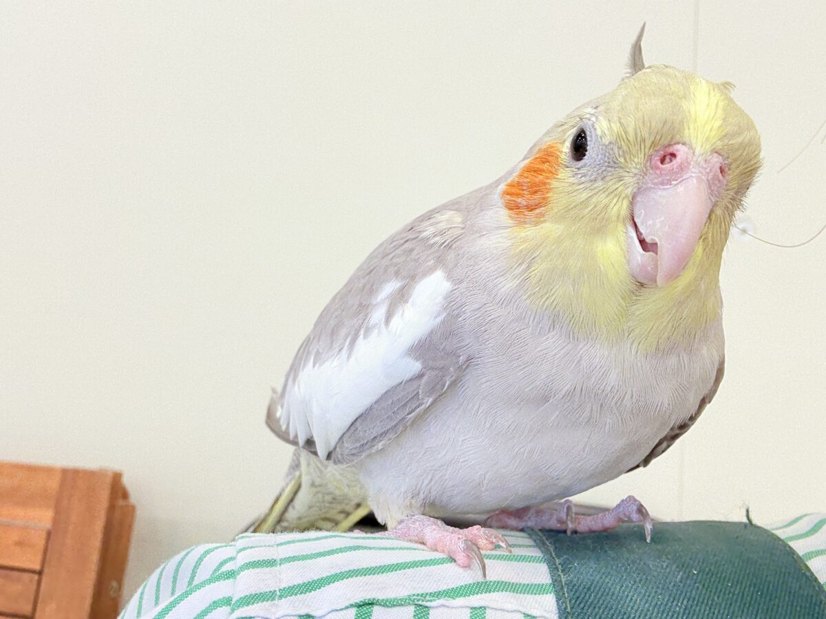 オカメインコ