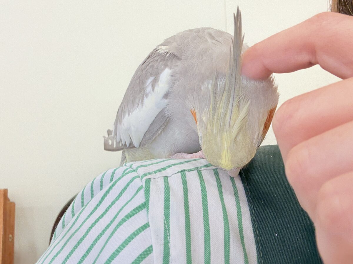 オカメインコ