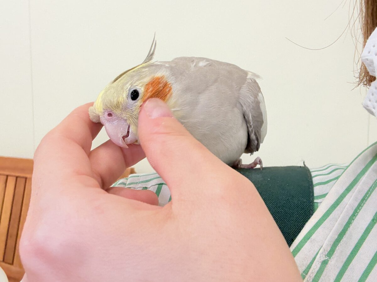 オカメインコ