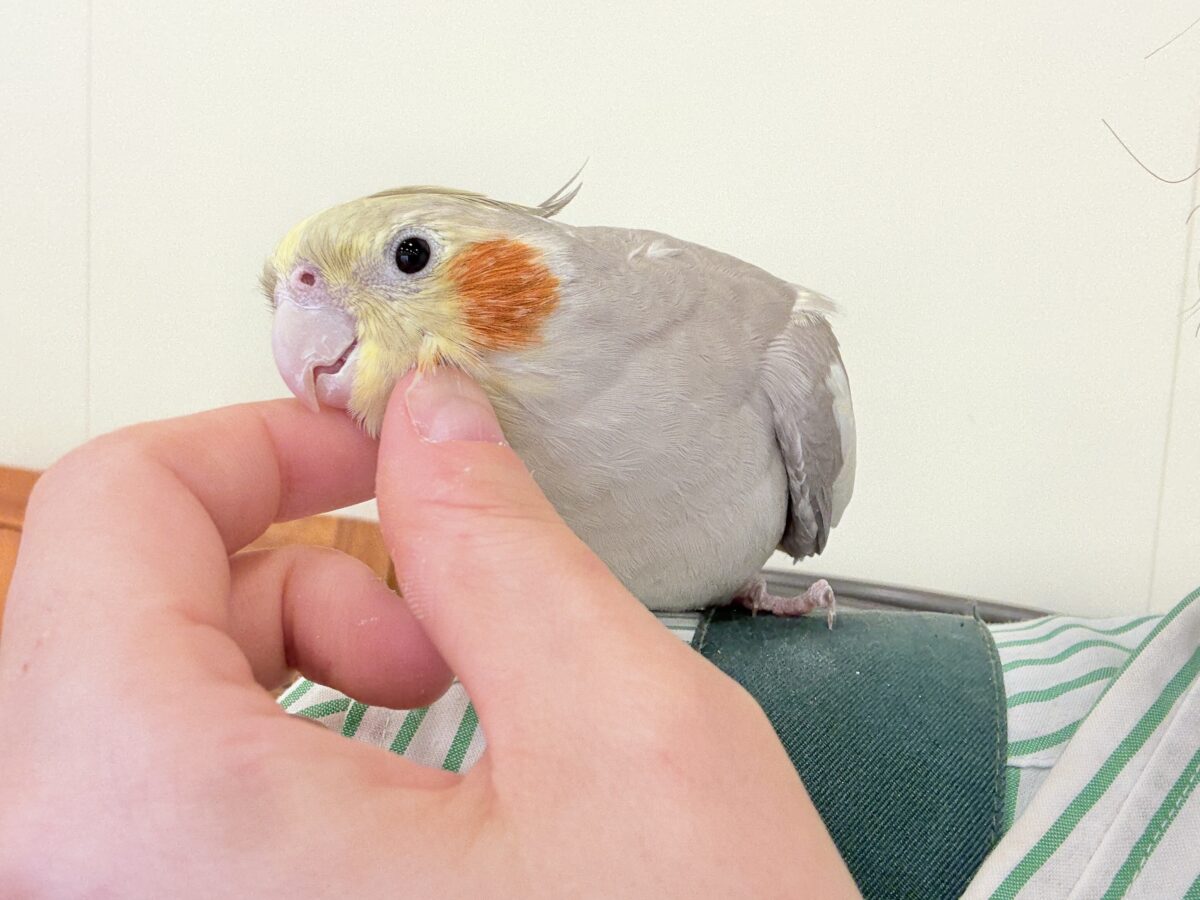 オカメインコ