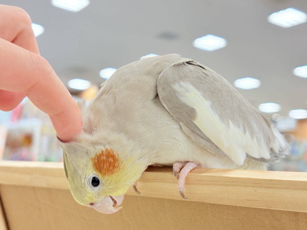 オカメインコ