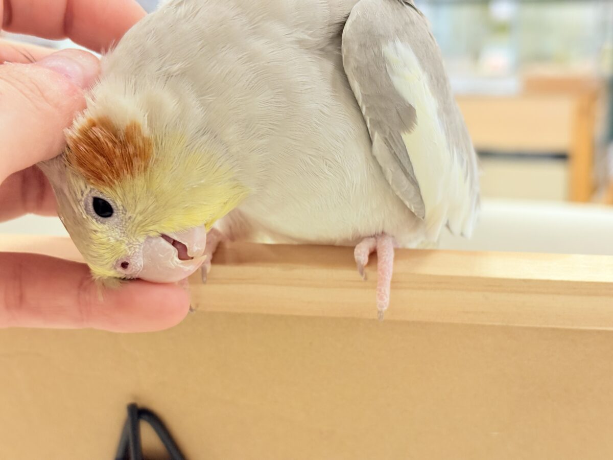 オカメインコ