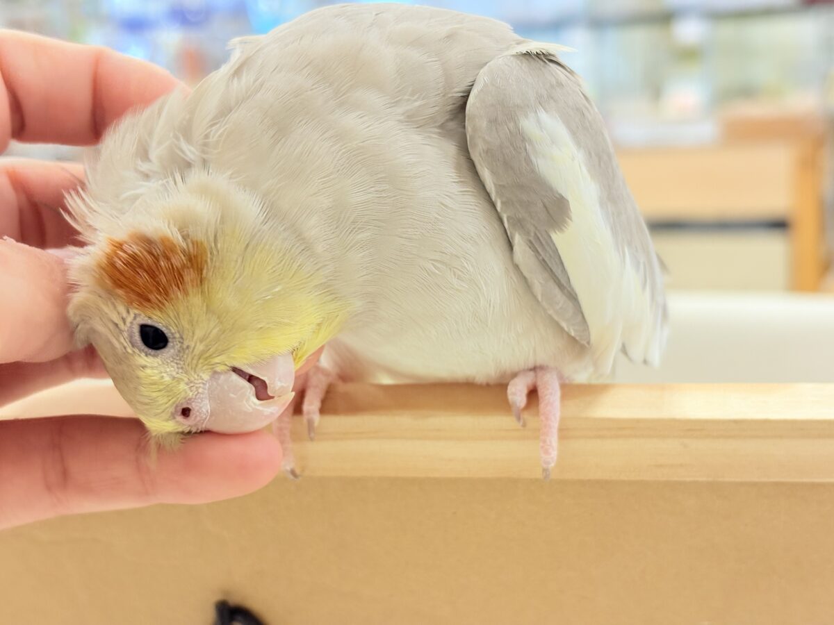 オカメインコ