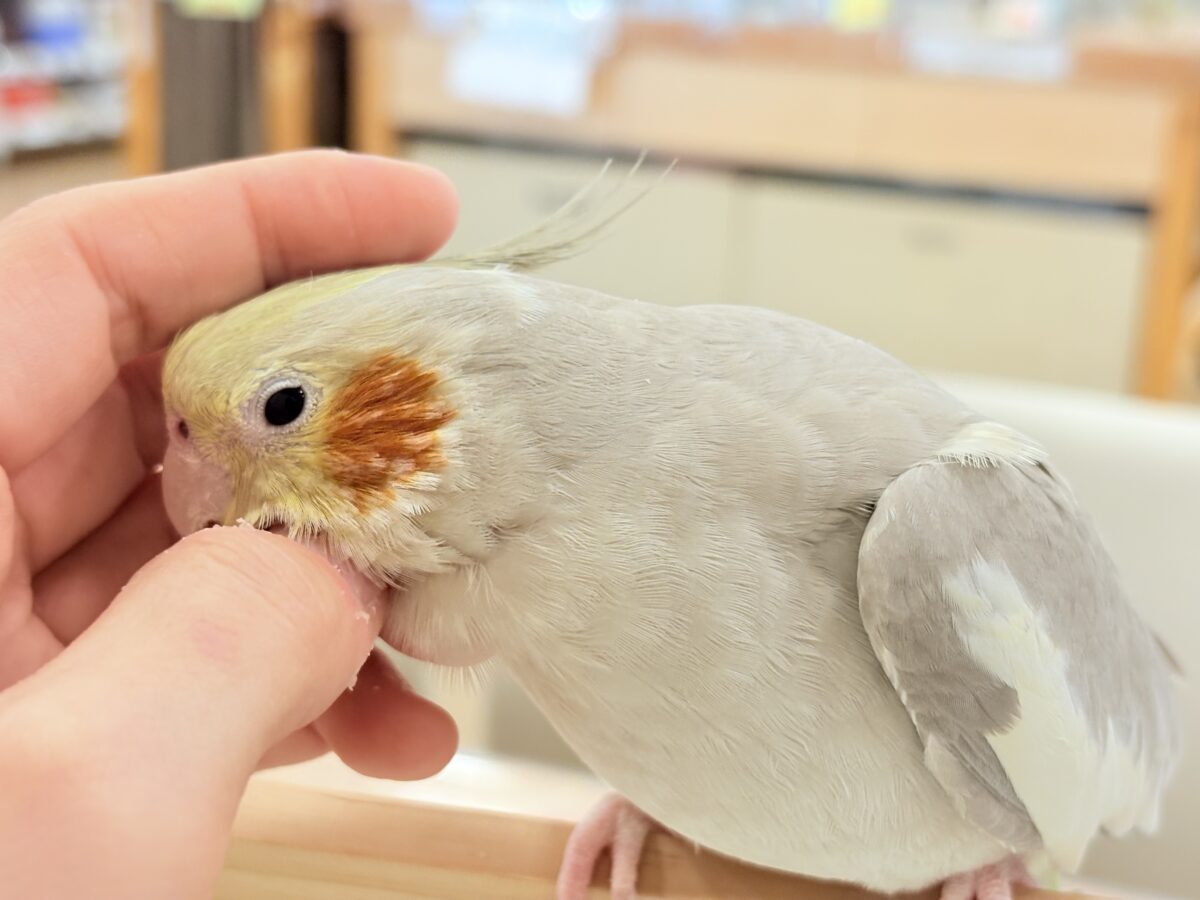 オカメインコ