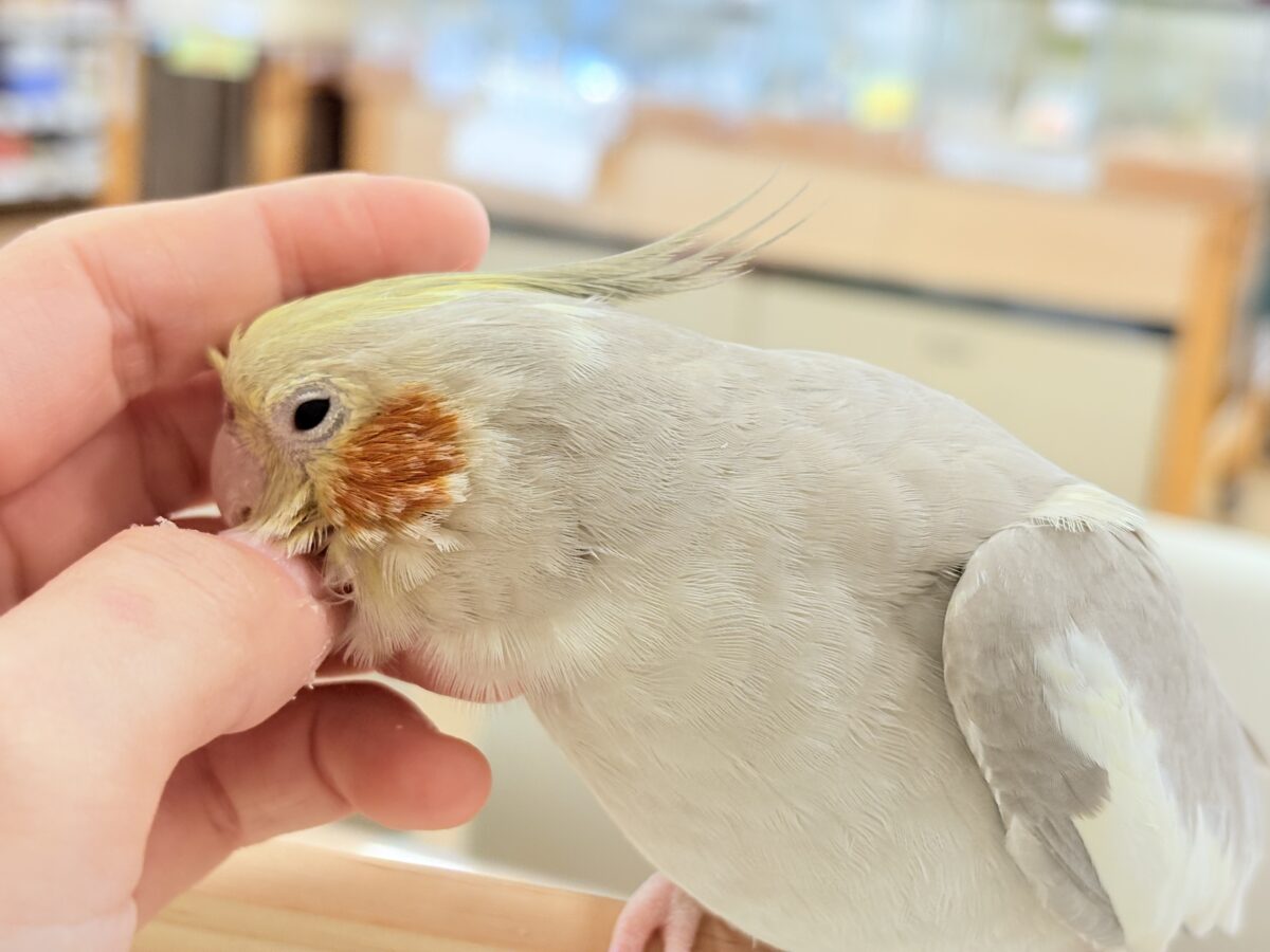 オカメインコ