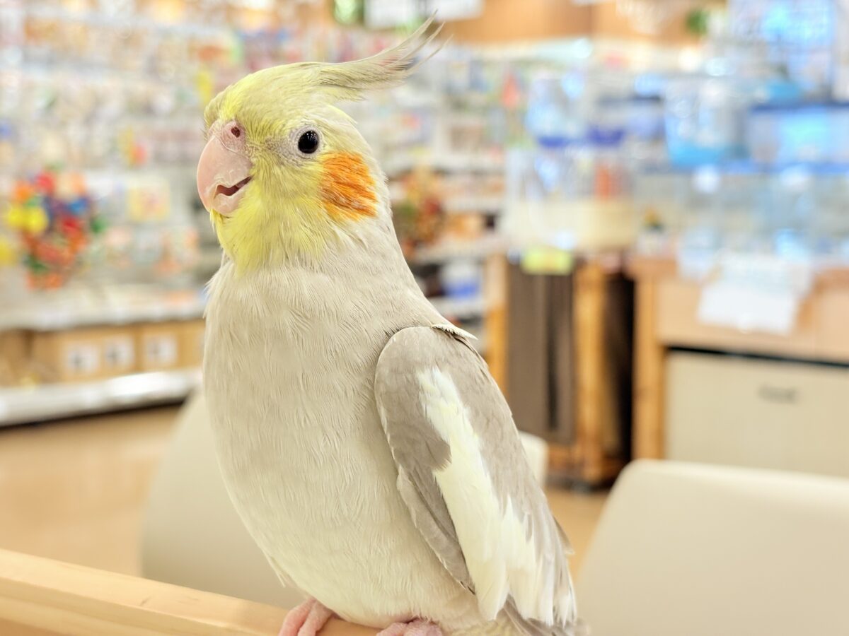 オカメインコ