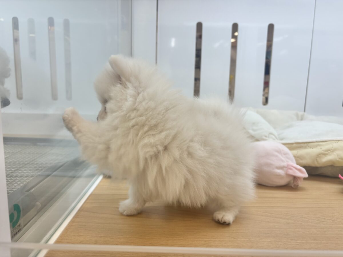 ポメラニアン