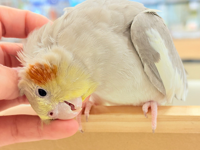 【最新画像更新🪄】甘々🐣💖癒し系シナモンちゃん🫧オカメインコ(シナモン)