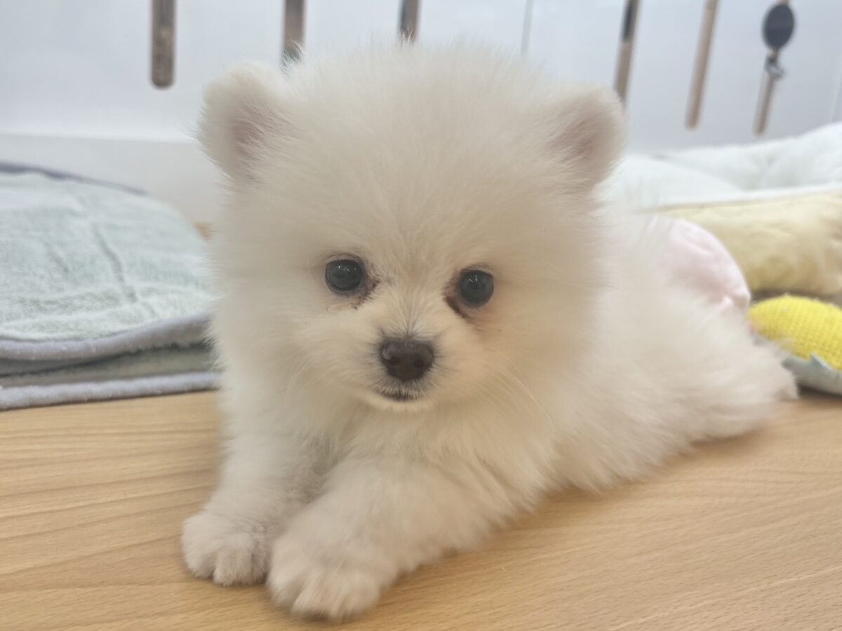 ポメラニアン
