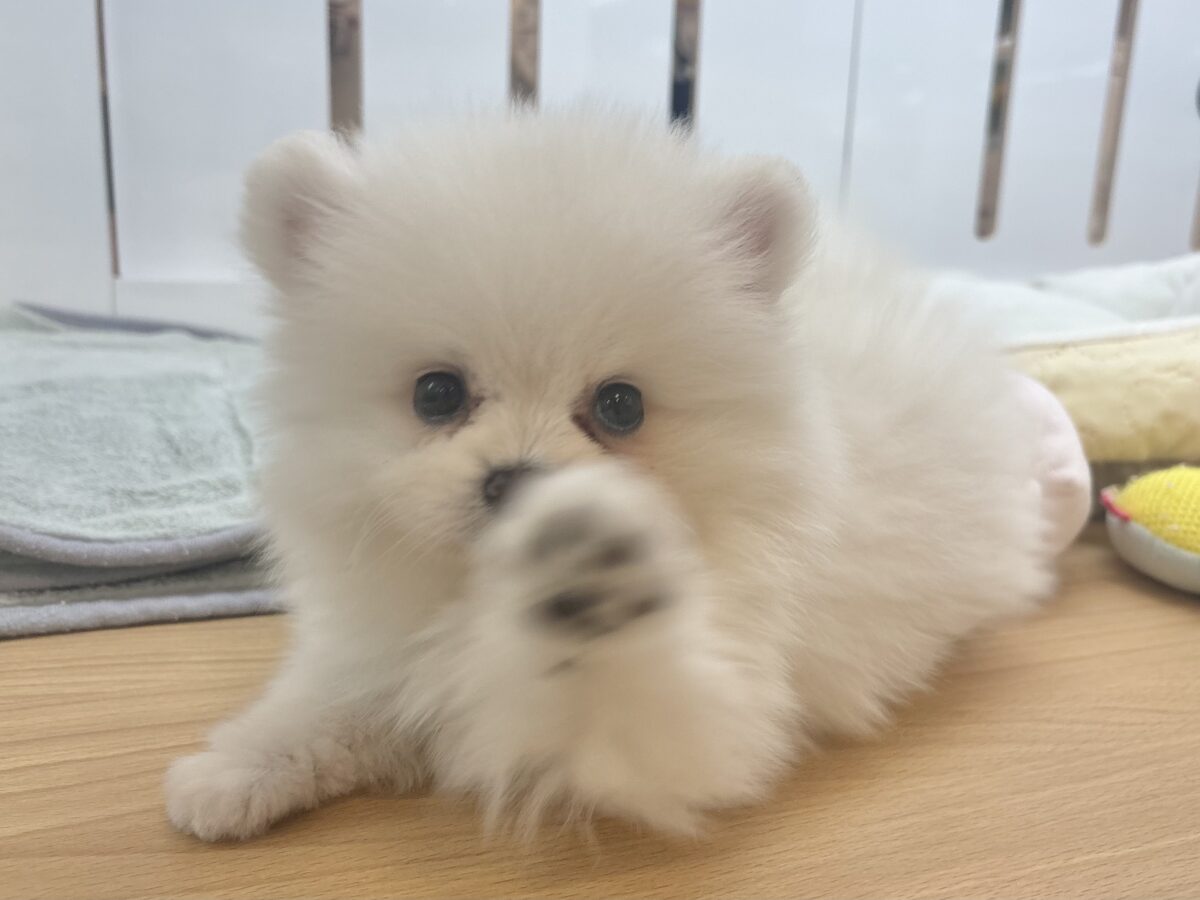 ポメラニアン