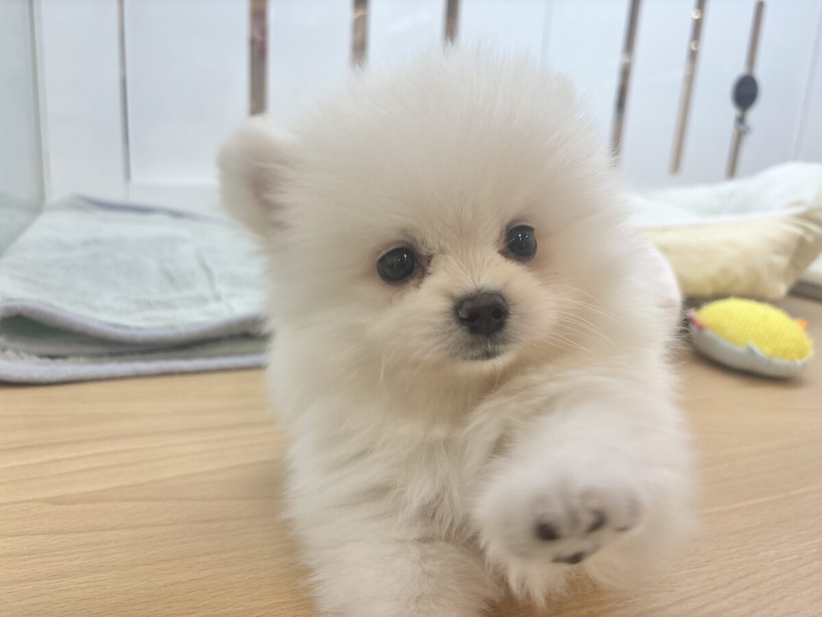 ロックオンしたら離さないよっ♥ポメラニアンくん！