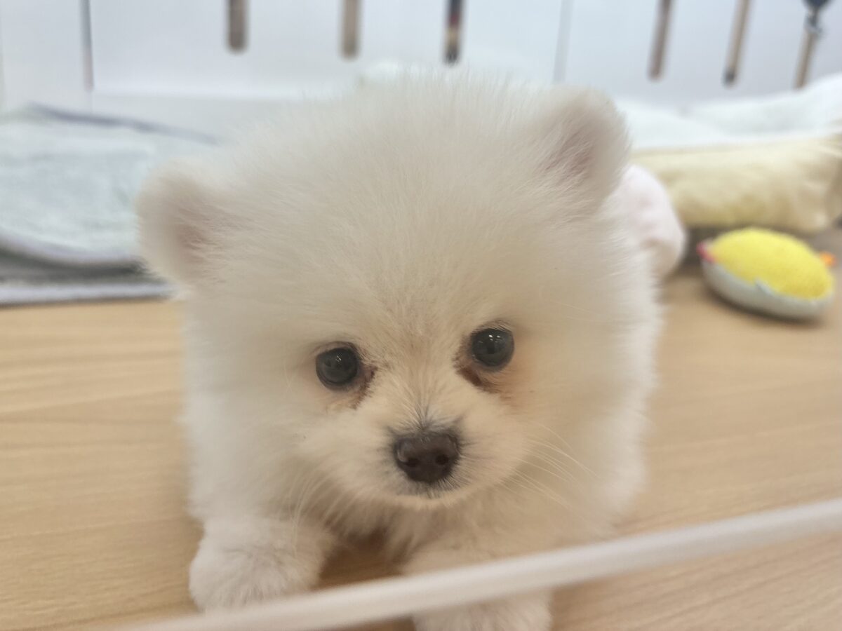 ポメラニアン