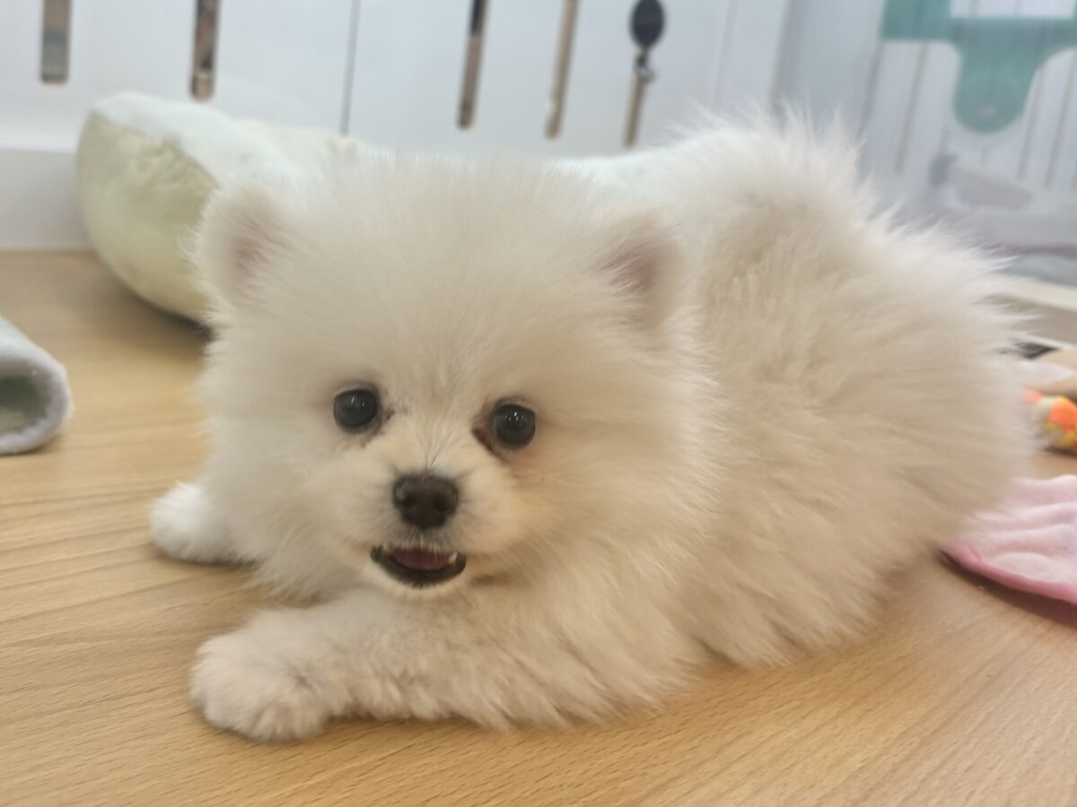 ポメラニアン