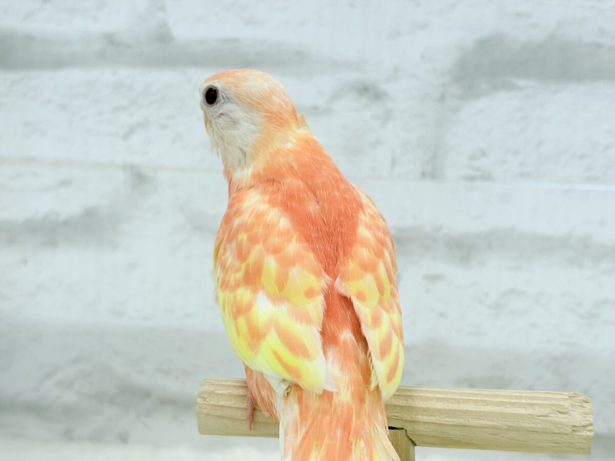 アキクサインコ（秋草インコ）