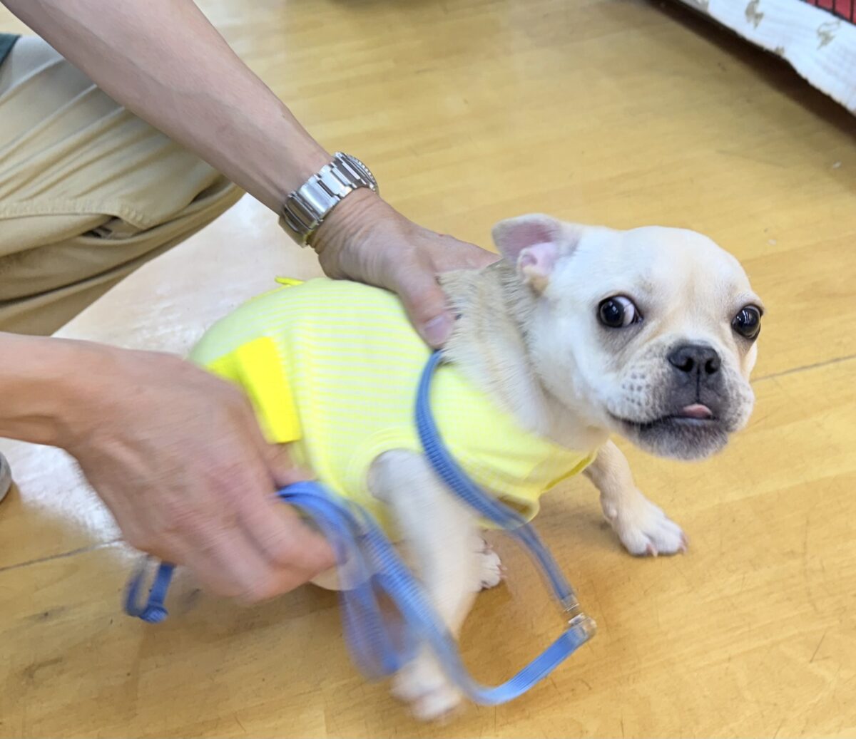 フレンチブルドッグ