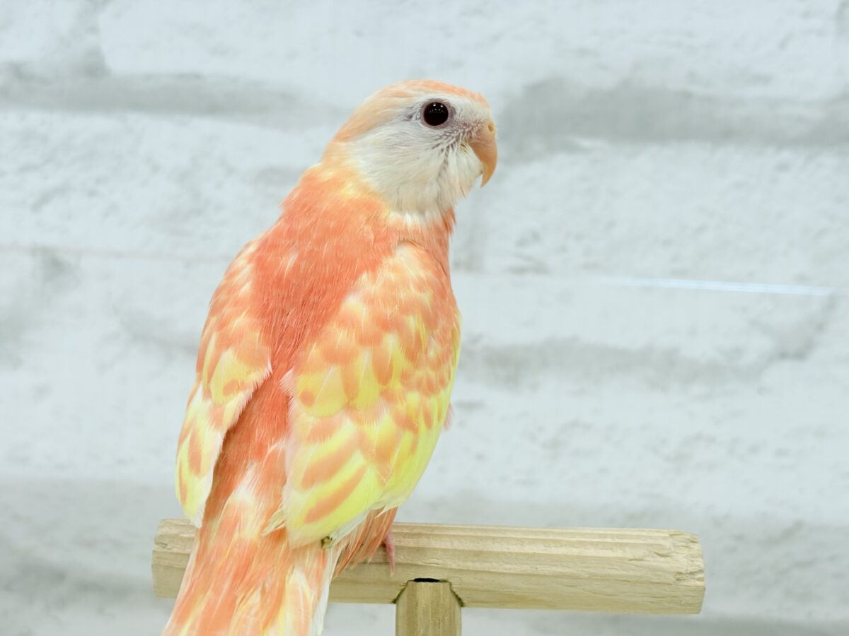 アキクサインコ（秋草インコ）
