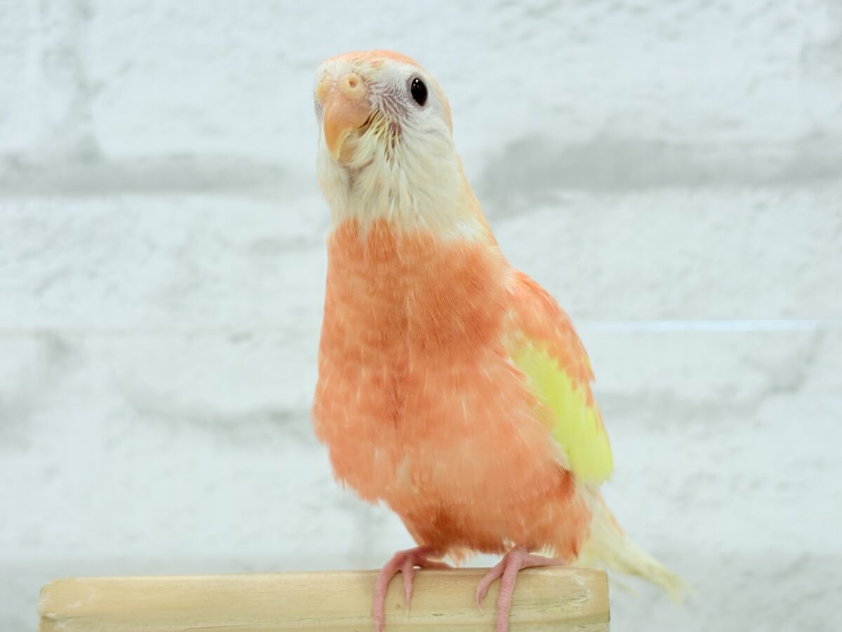 アキクサインコ（秋草インコ）