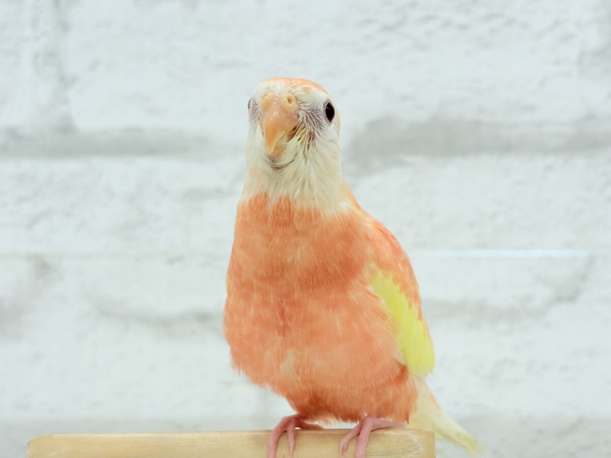 アキクサインコ（秋草インコ）