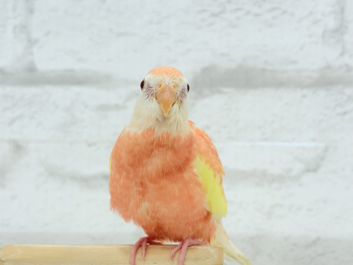 アキクサインコ（秋草インコ）