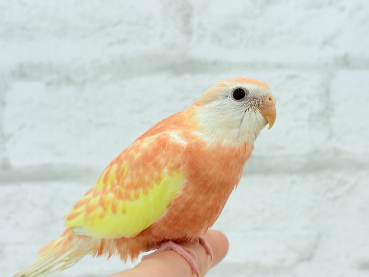 アキクサインコ（秋草インコ）