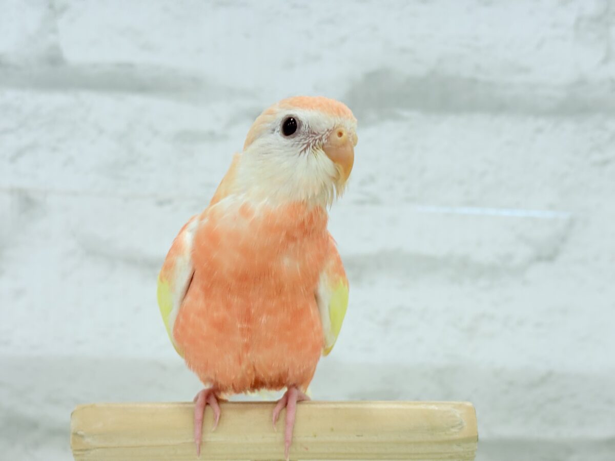 アキクサインコ（秋草インコ）