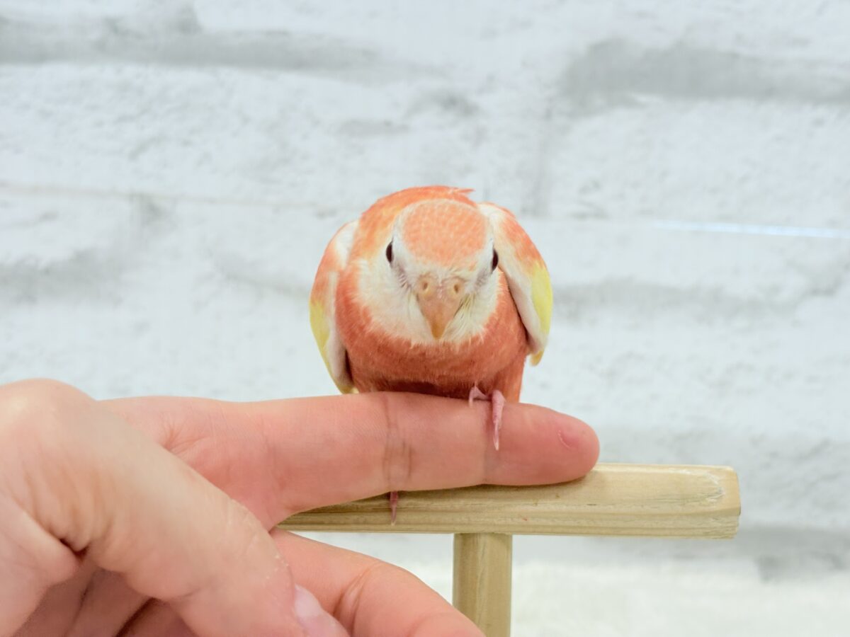 アキクサインコ（秋草インコ）