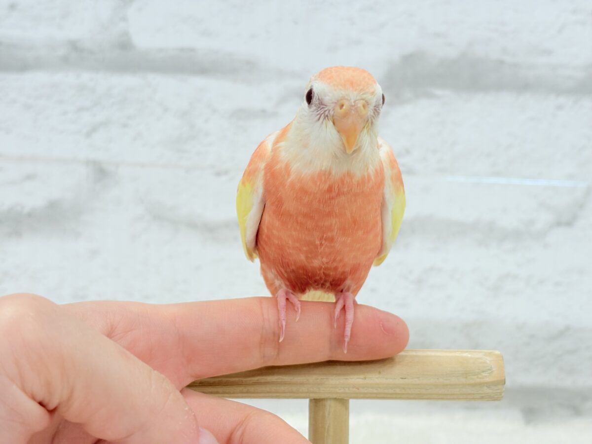 アキクサインコ（秋草インコ）