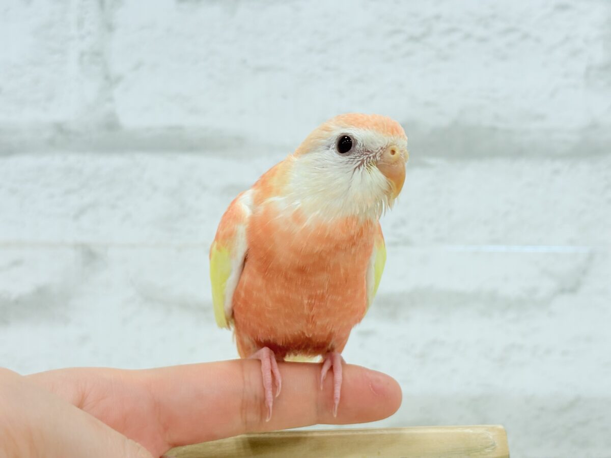 アキクサインコ（秋草インコ）