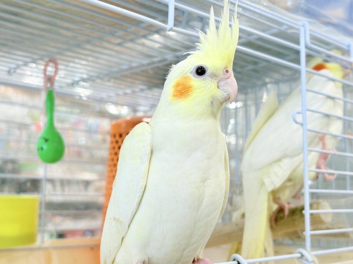 オカメインコ