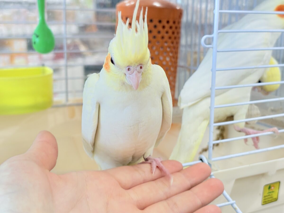 オカメインコ