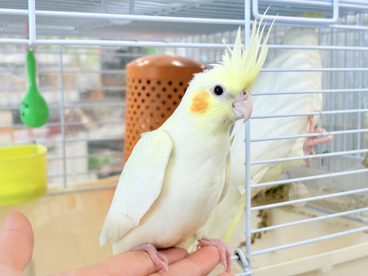 オカメインコ