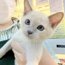 ふみふみが止まりませんっっっ！トンキニーズちゃん🐈