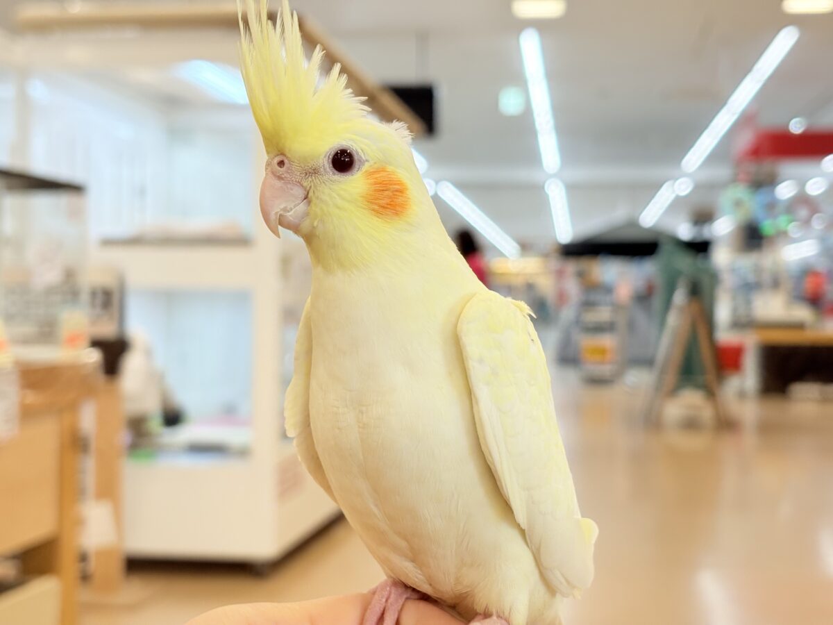 オカメインコ