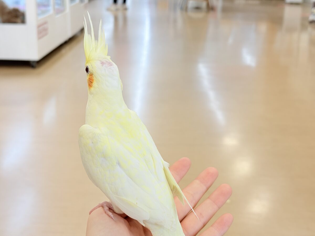 オカメインコ