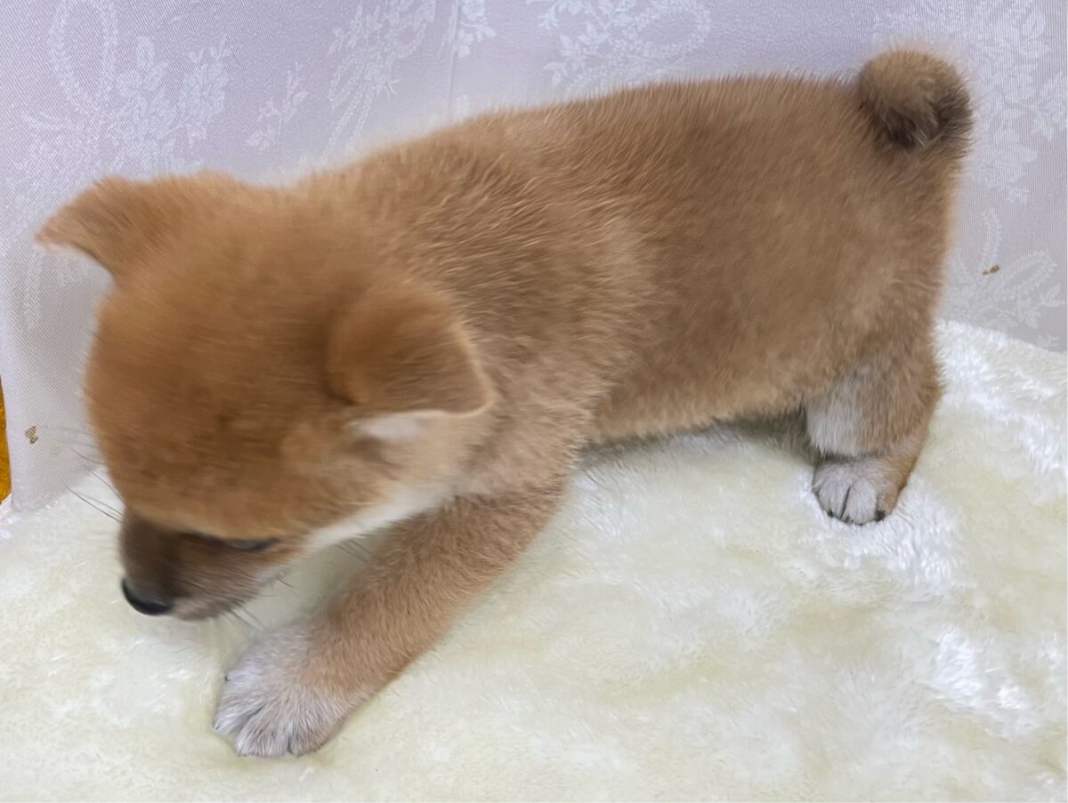 豆柴