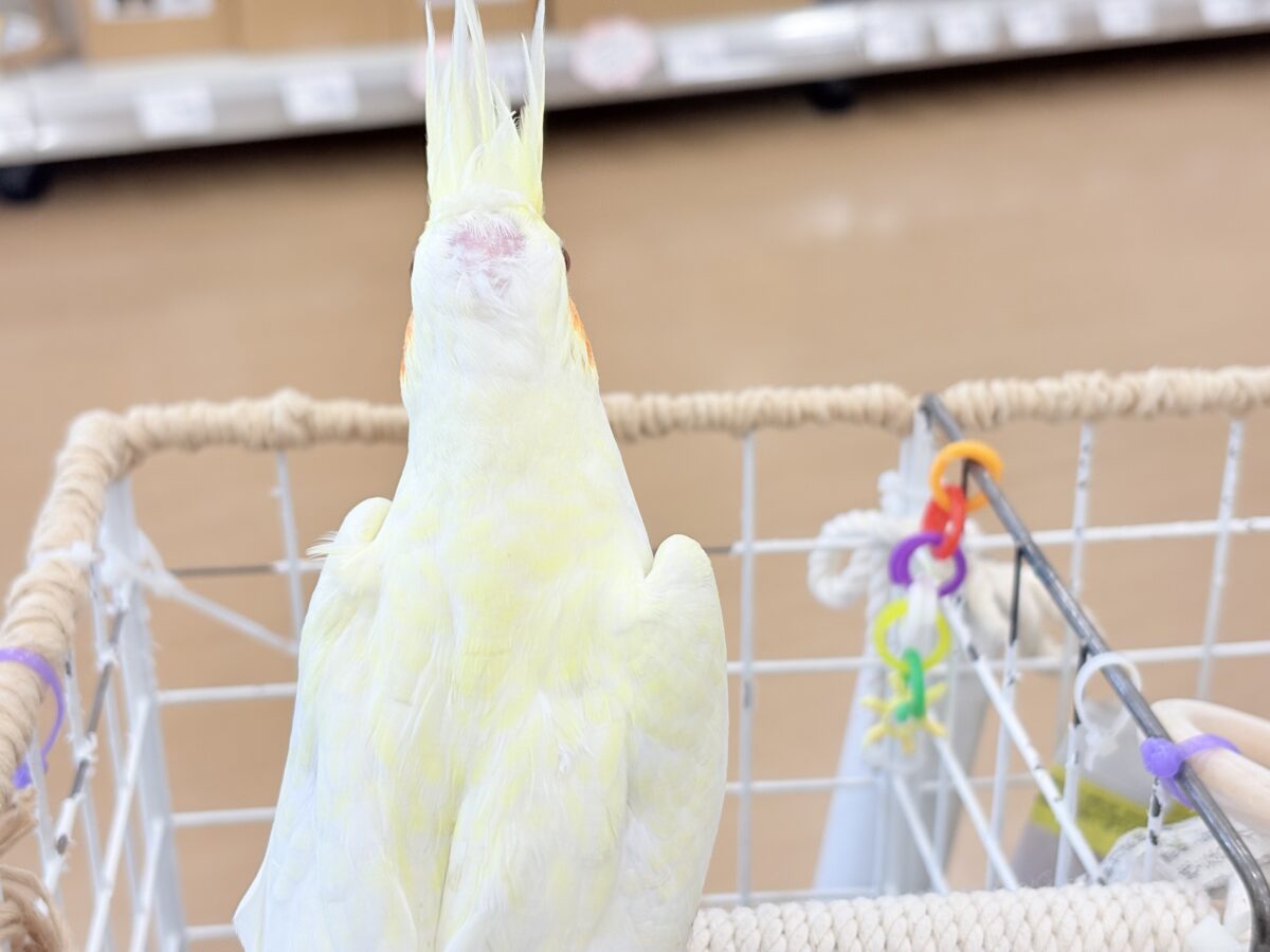 オカメインコ