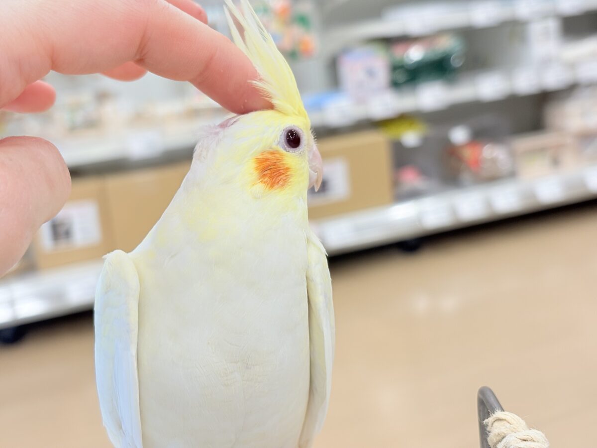 オカメインコ