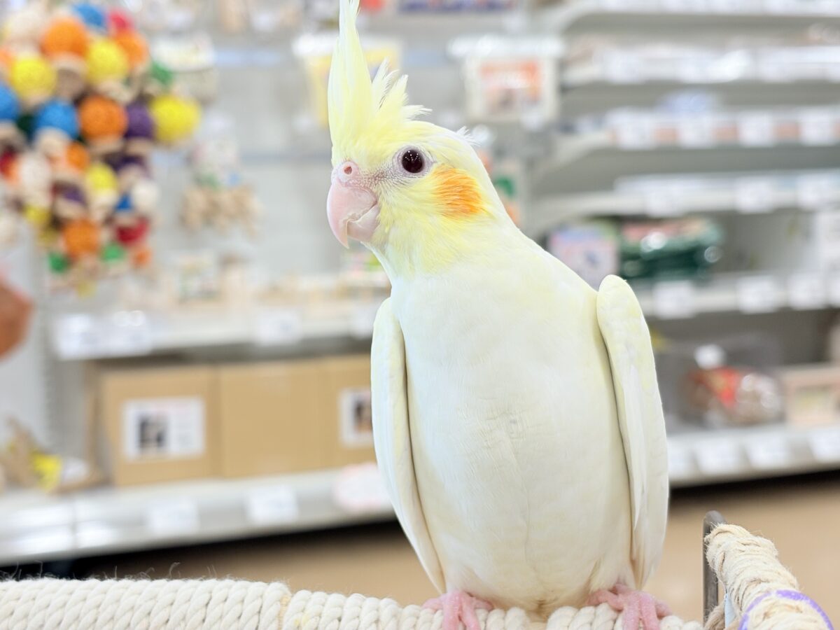 オカメインコ