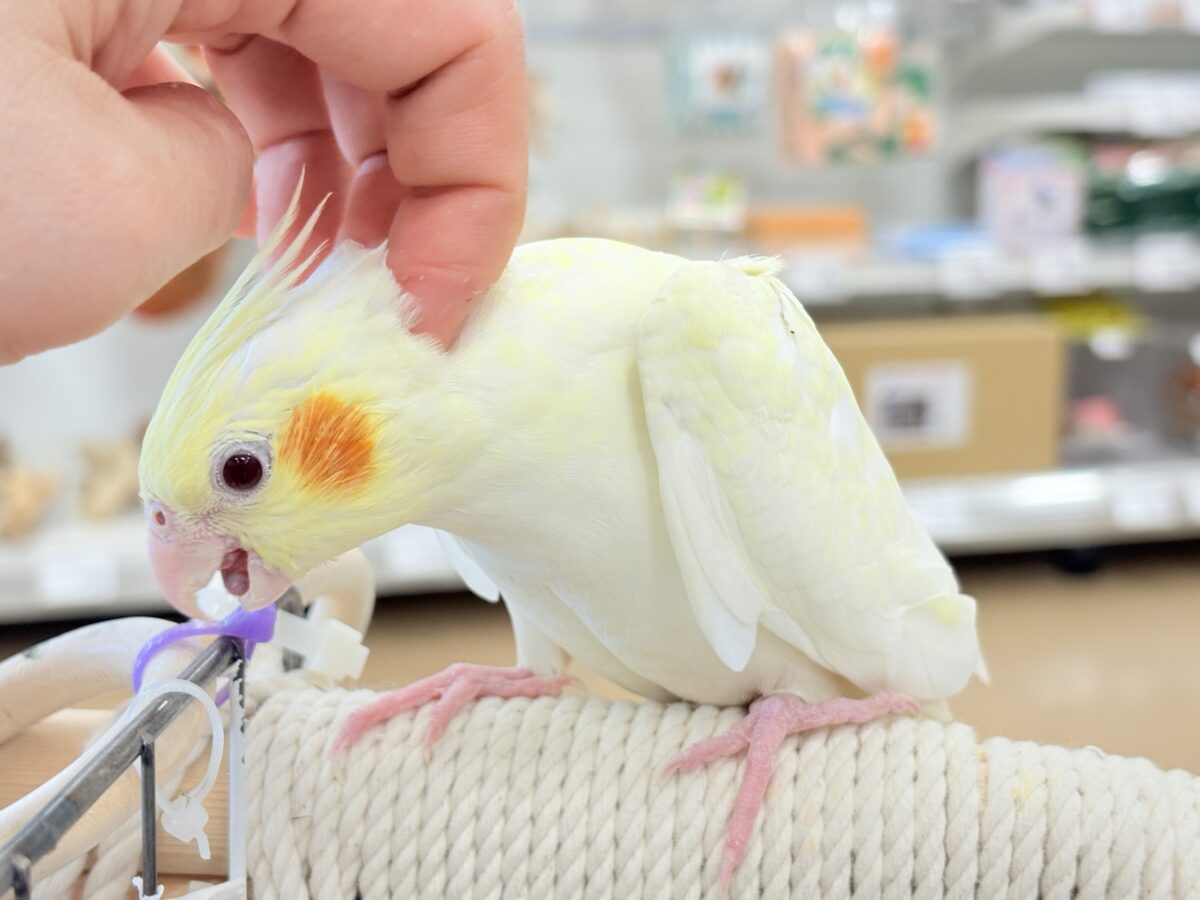 オカメインコ