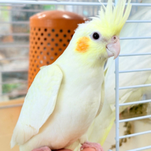 あどけなさ残る表情♡オカメインコ(ルチノーパール)