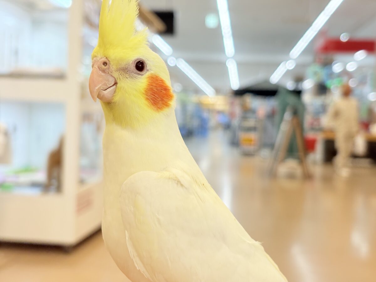 もっちもちBIG BODY♡♥♡オカメインコ(ルチノー)
