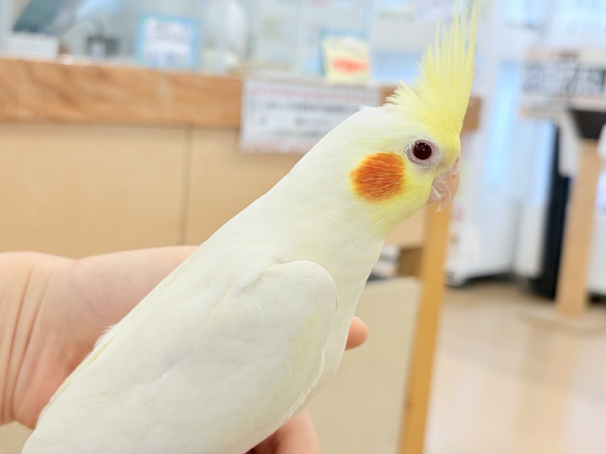 オカメインコ