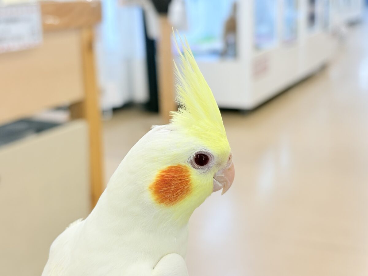 もっちもちBIG BODY♡♥♡オカメインコ(ルチノー)
