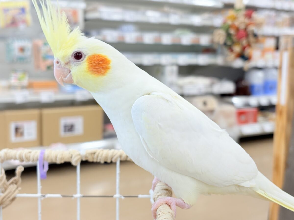 もっちもちBIG BODY♡♥♡オカメインコ(ルチノー)