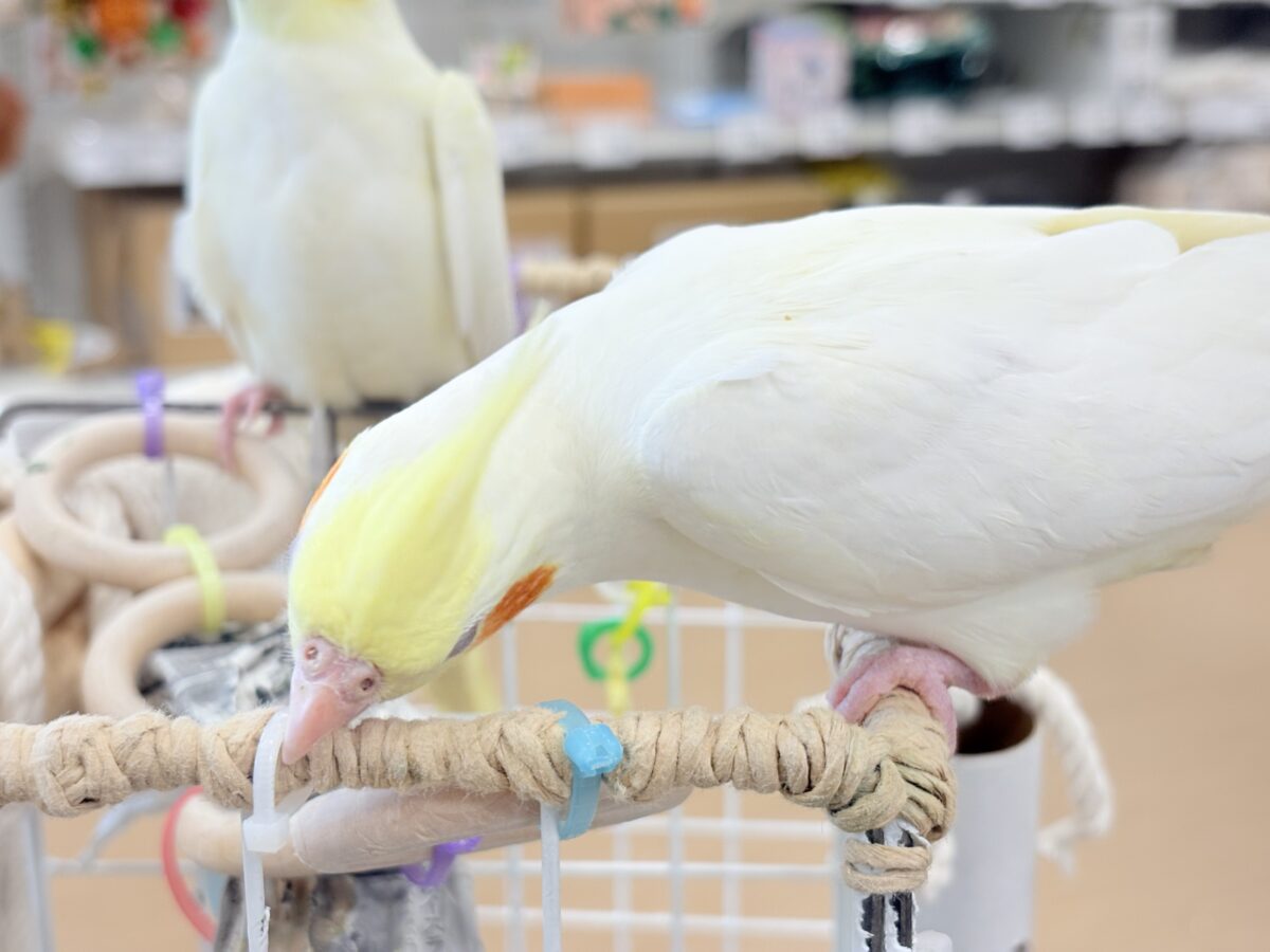 もっちもちBIG BODY♡♥♡オカメインコ(ルチノー)