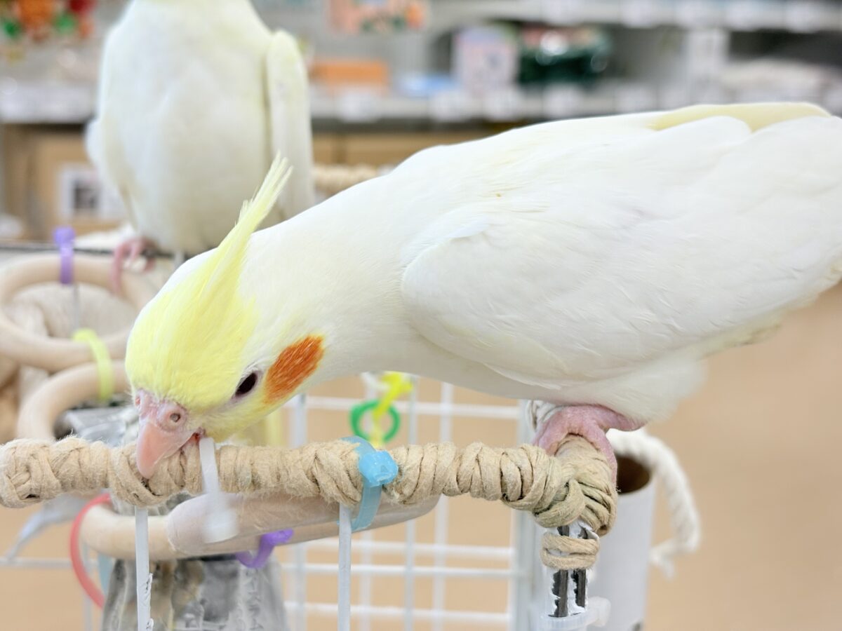 オカメインコ